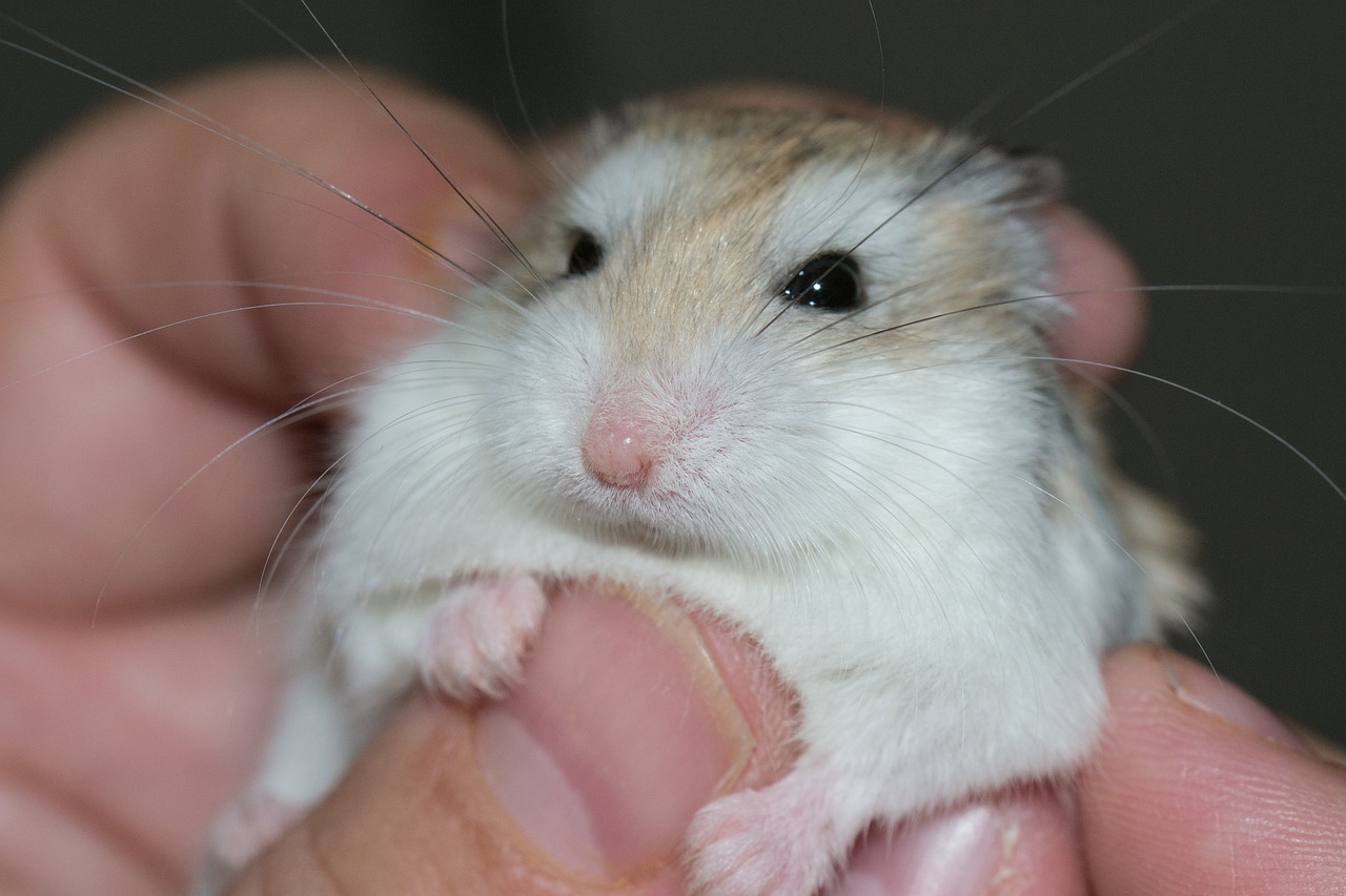 hamster's life