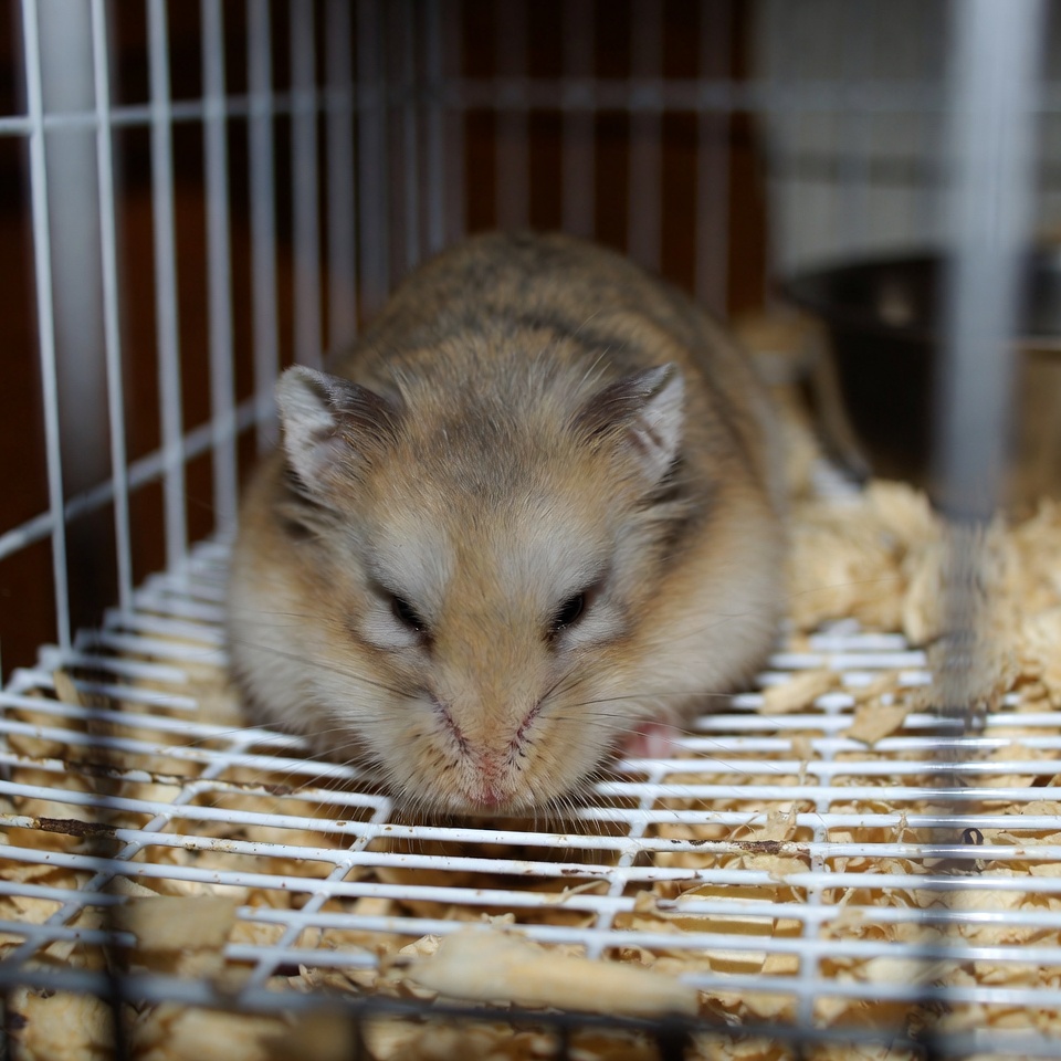 a sick hamster